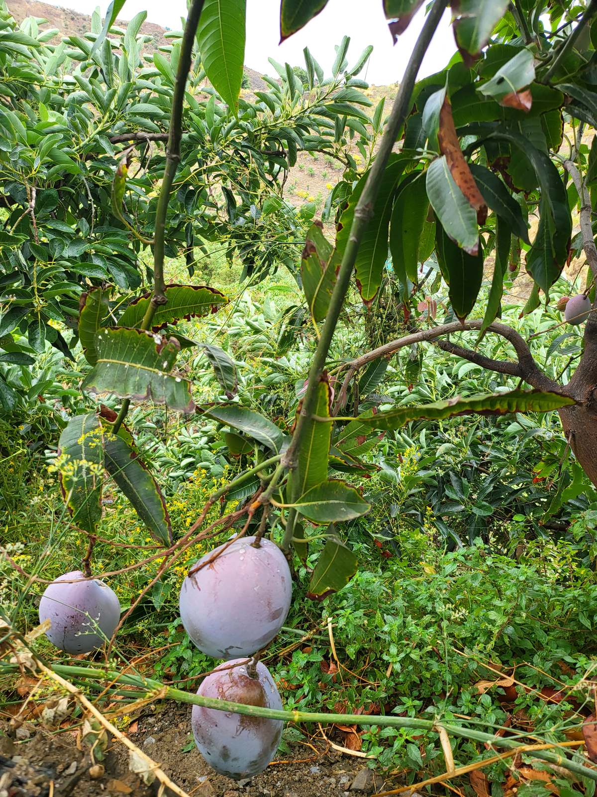 Mangoes ripening on the tree in the Axarquía